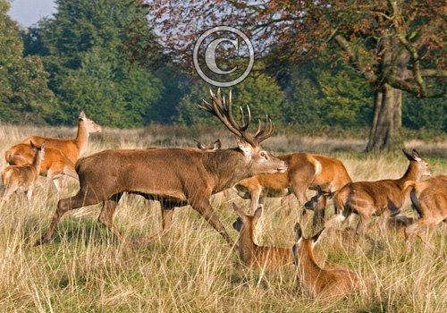 Red Stag and Hinds 2
